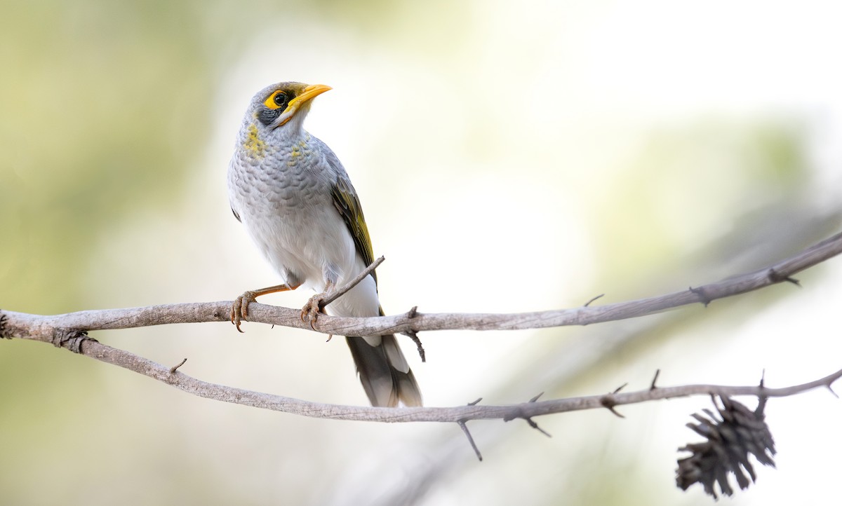Yellow-throated Miner - Martin Anderson