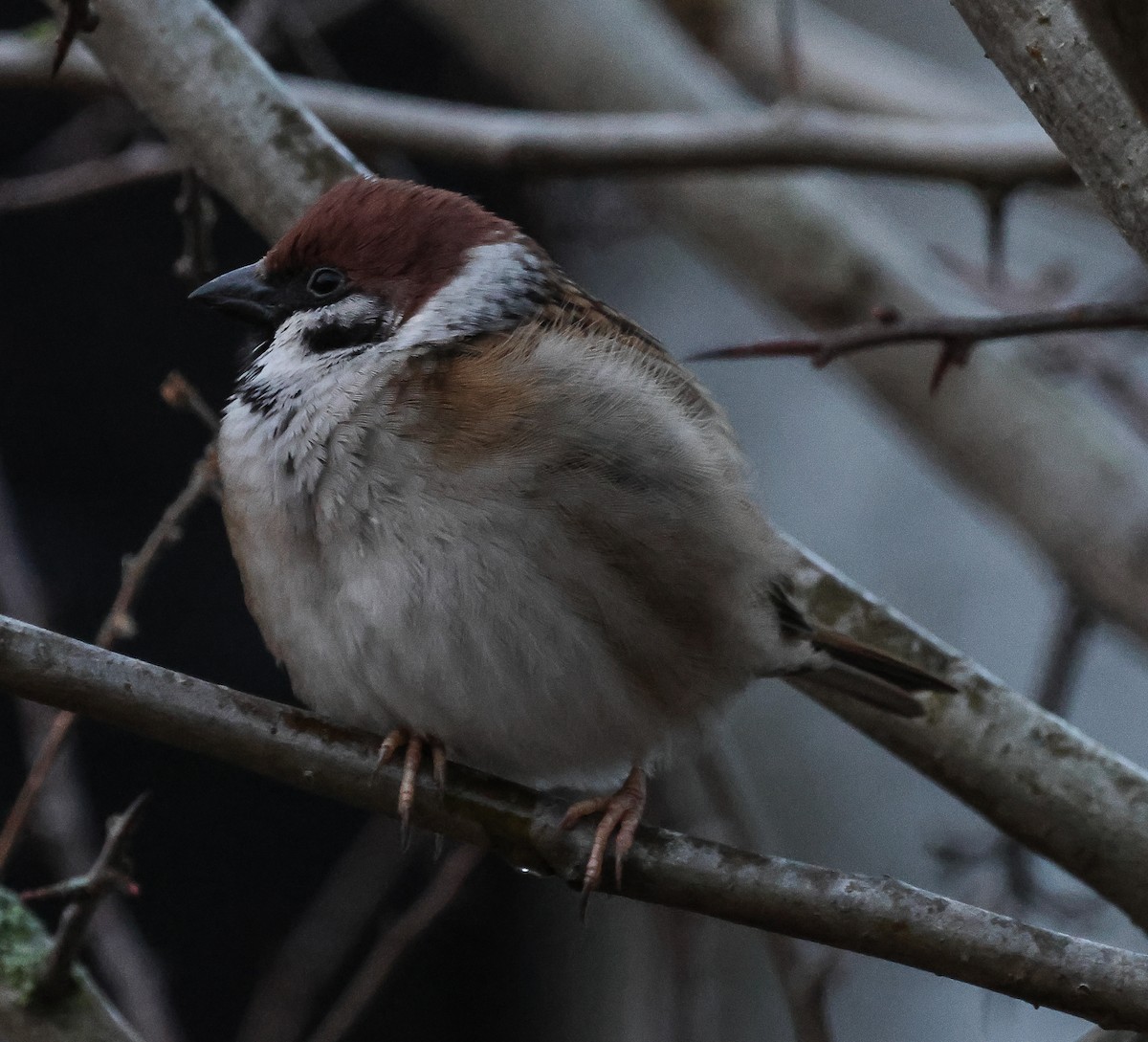 Eurasian Tree Sparrow - ML615125708
