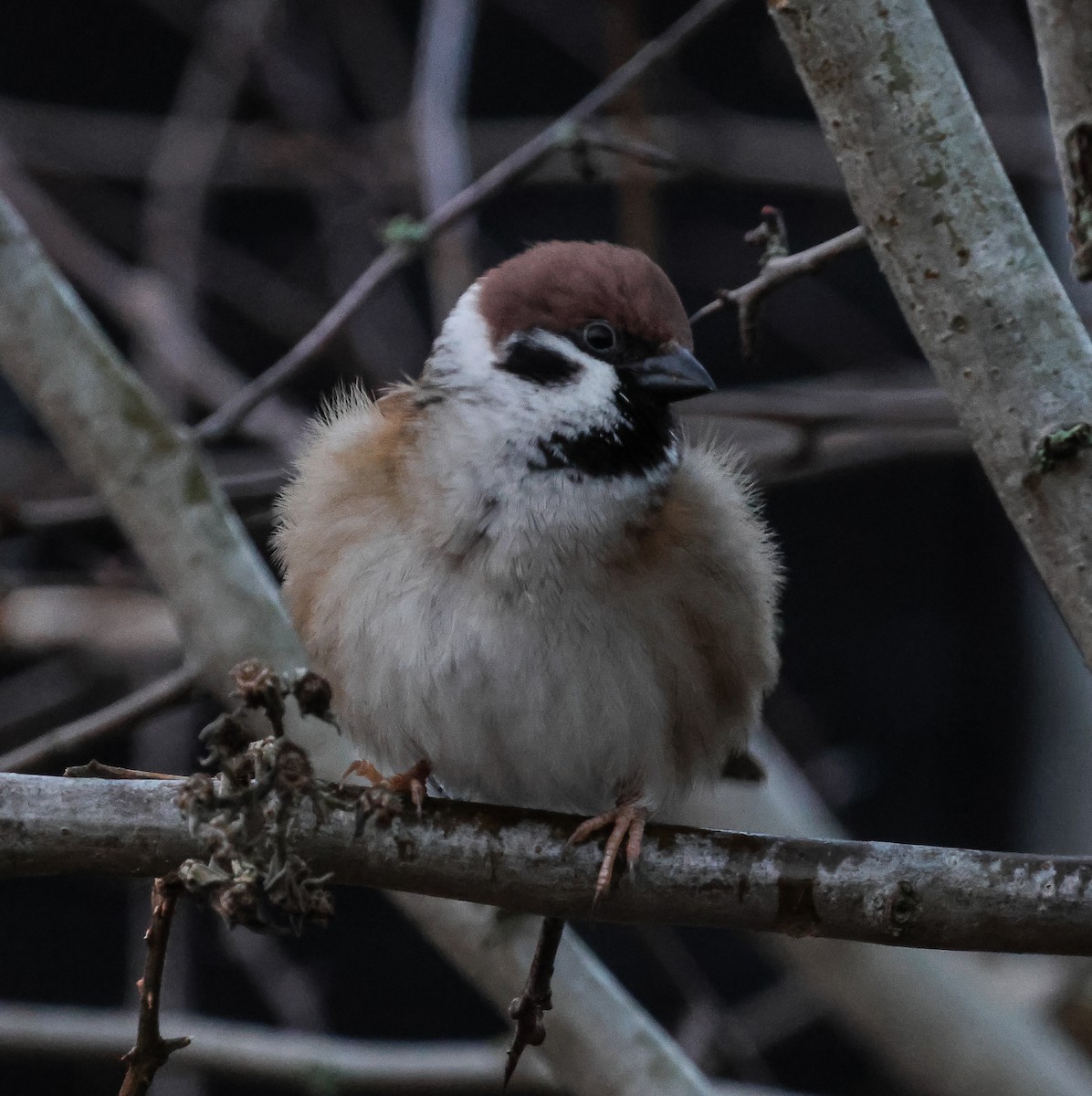 Eurasian Tree Sparrow - ML615125709