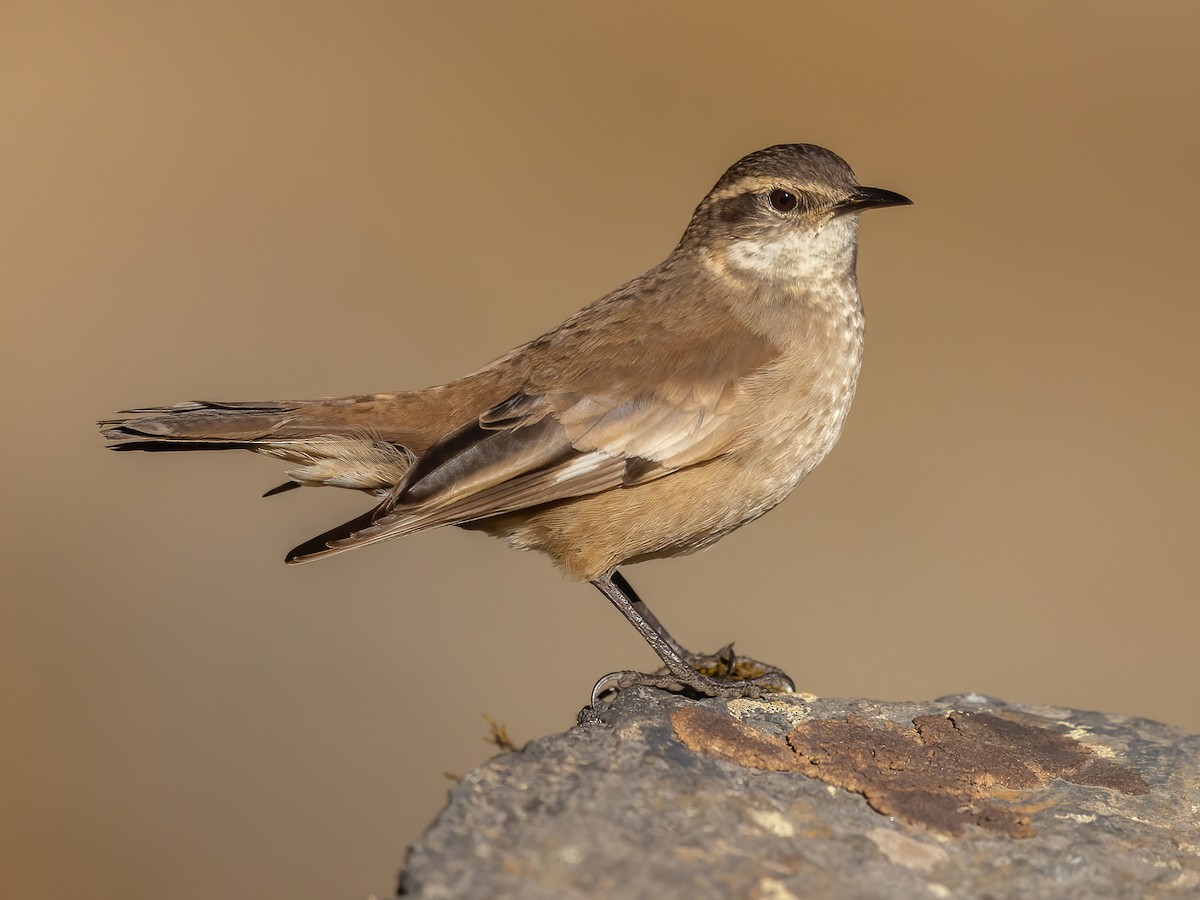 Cream-winged Cinclodes - Cinclodes albiventris - Birds of the World