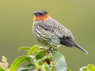  - Chestnut-crested Cotinga