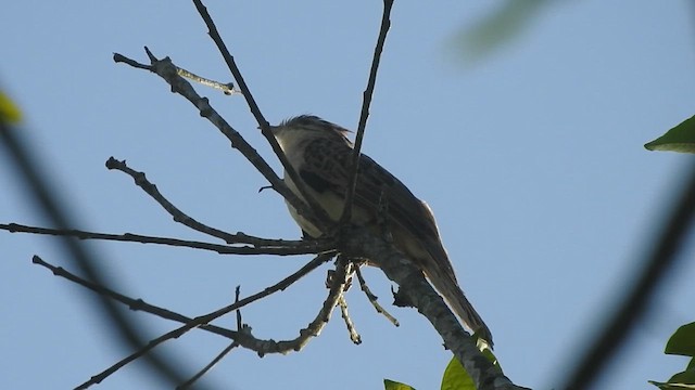 Striped Cuckoo - ML615125769