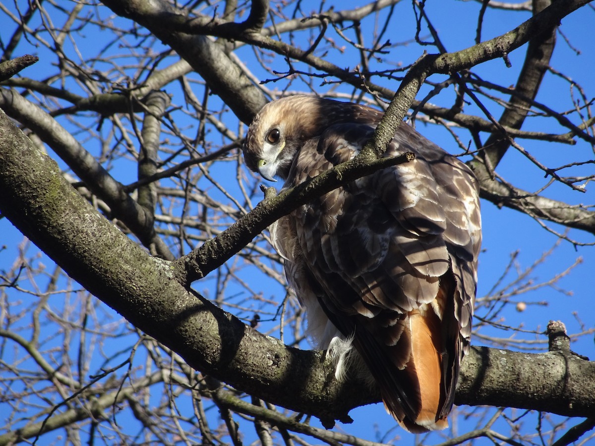 Red-tailed Hawk - ML615125847