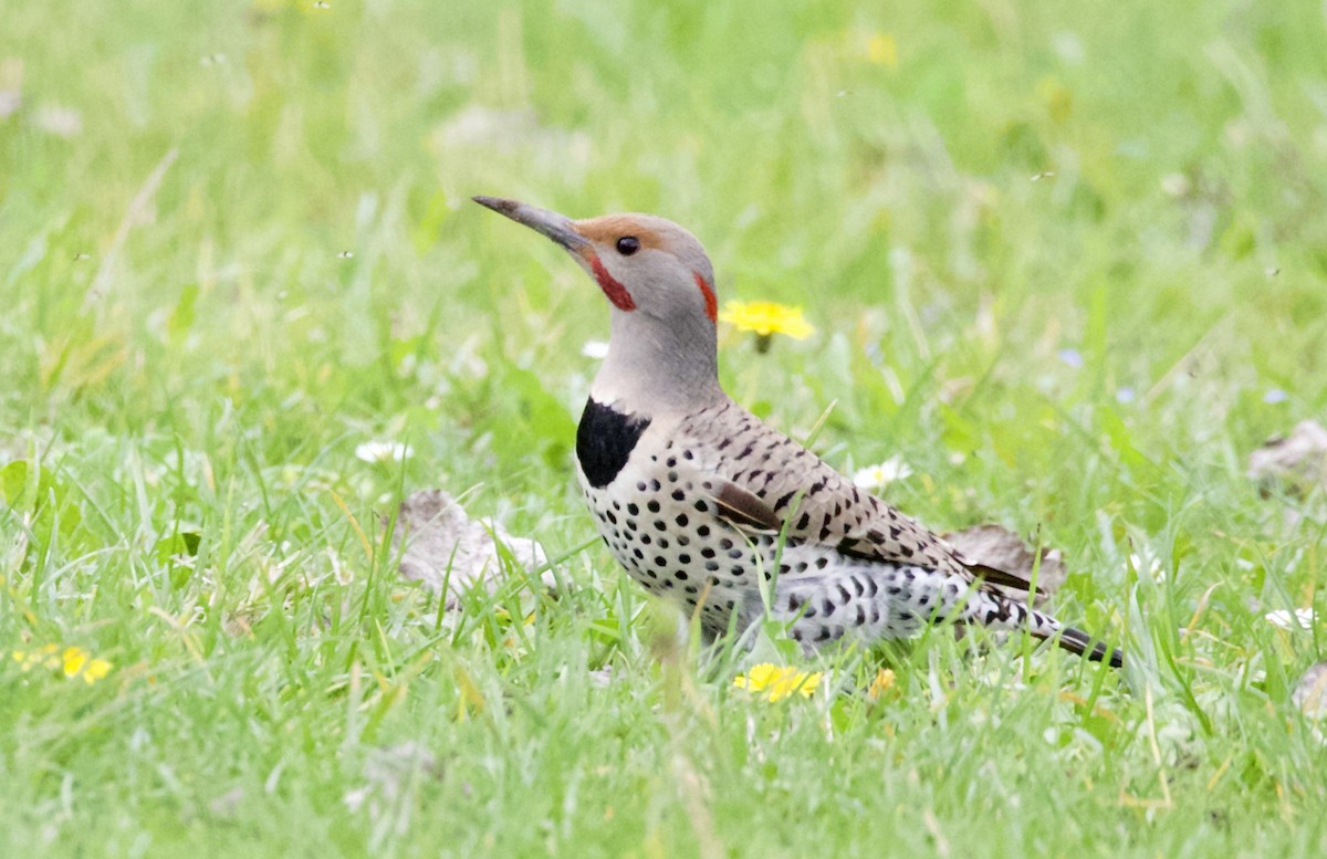 Northern Flicker (Yellow-shafted x Red-shafted) - ML615126064