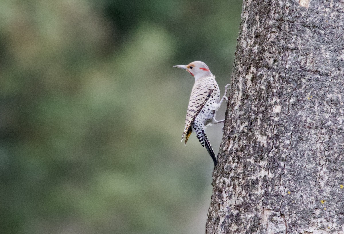Northern Flicker (Yellow-shafted x Red-shafted) - ML615126067