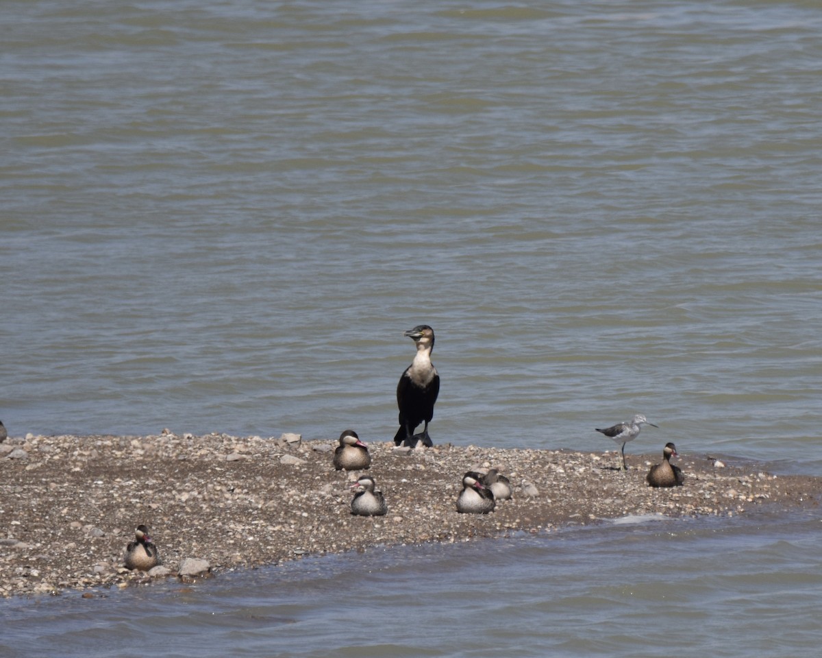 Great Cormorant (White-breasted) - ML615126120