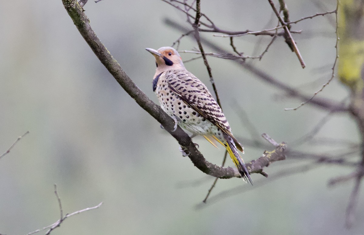 Northern Flicker (Yellow-shafted) - ML615126139