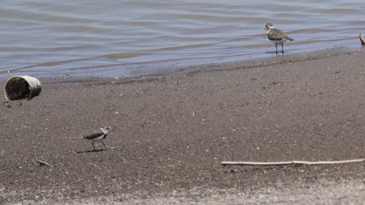 Three-banded Plover - ML615126227