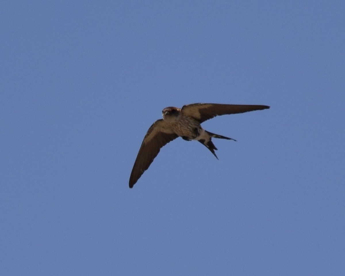 Greater Striped Swallow - ML615126274