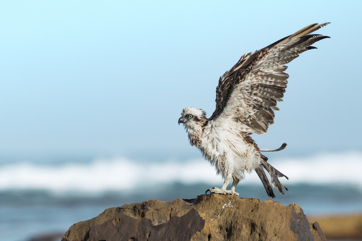 Águila Pescadora - ML615126303