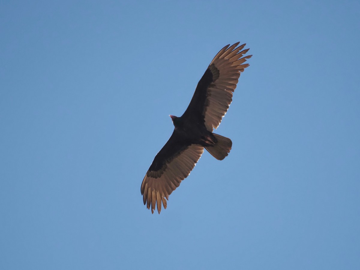 Turkey Vulture - ML615126385