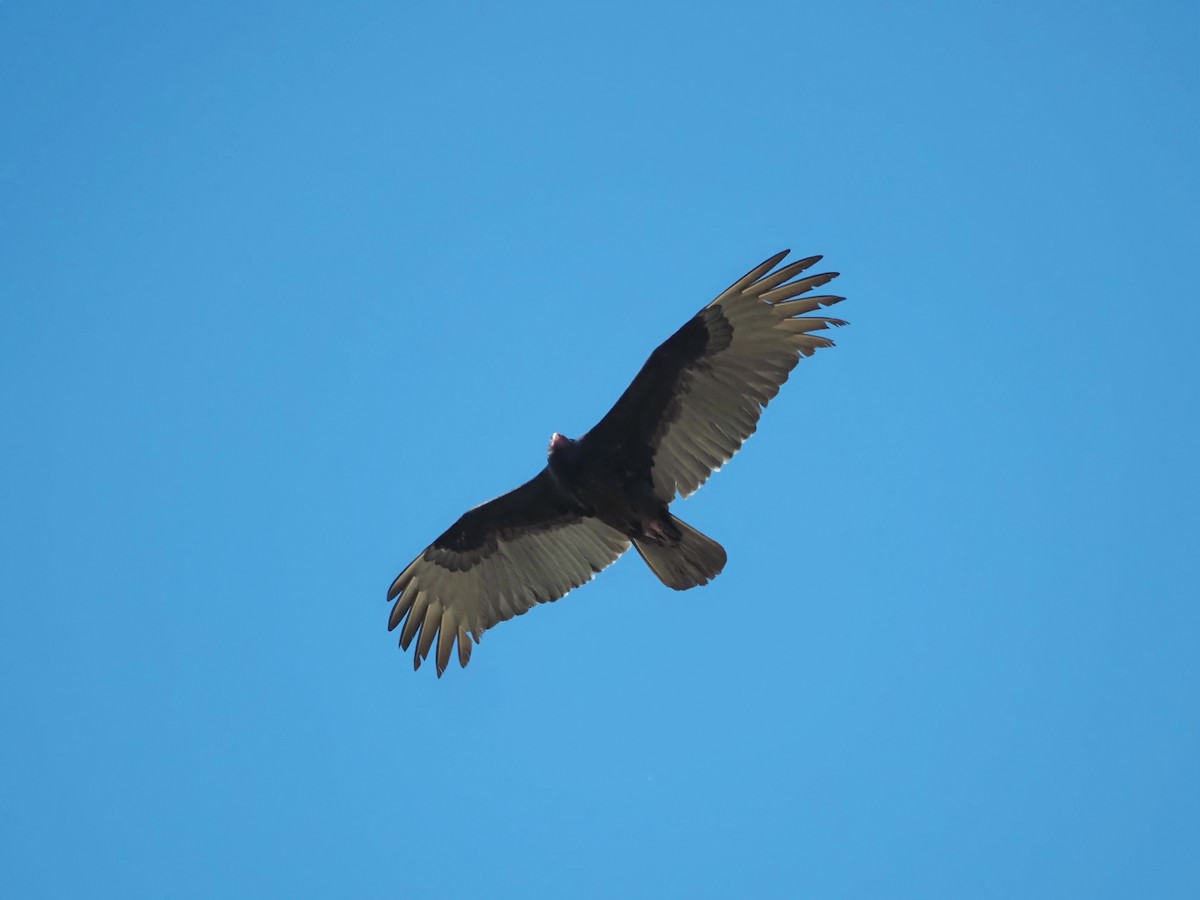 Turkey Vulture - ML615126386