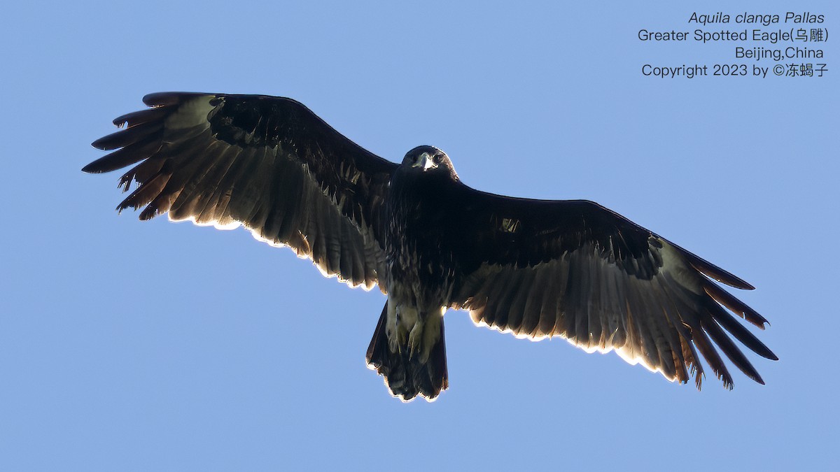 Greater Spotted Eagle - Xuelei Jiang