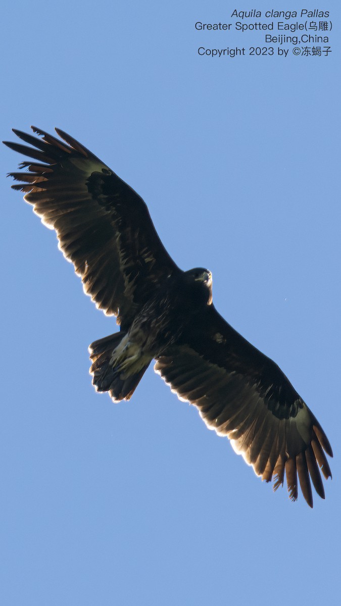 Greater Spotted Eagle - ML615126481