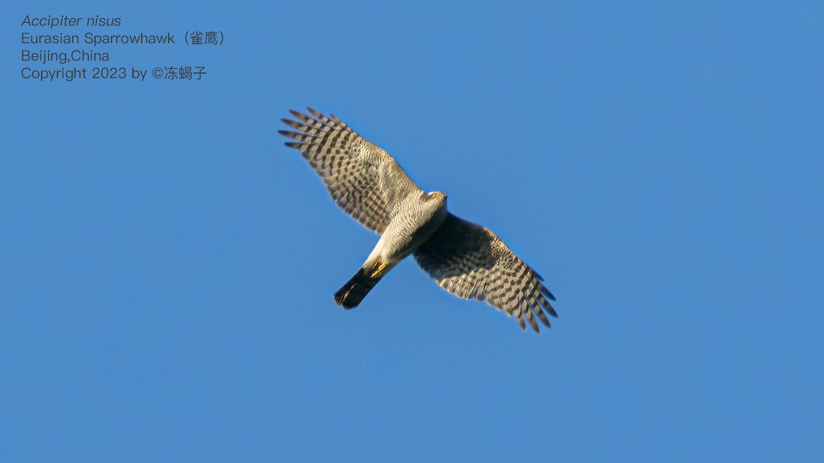 Eurasian Sparrowhawk - Xuelei Jiang
