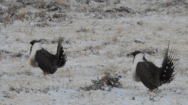Greater Sage-Grouse - ML615126544