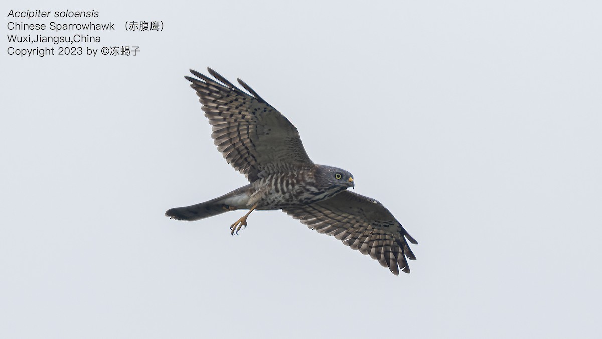 Chinese Sparrowhawk - ML615126574