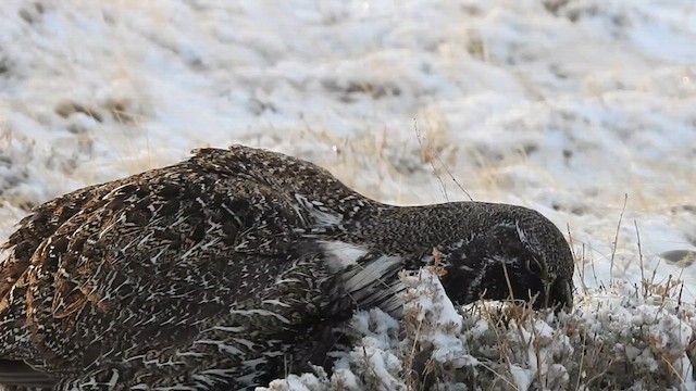 Greater Sage-Grouse - ML615126620