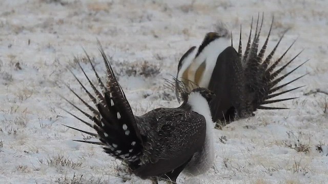 Greater Sage-Grouse - ML615126622