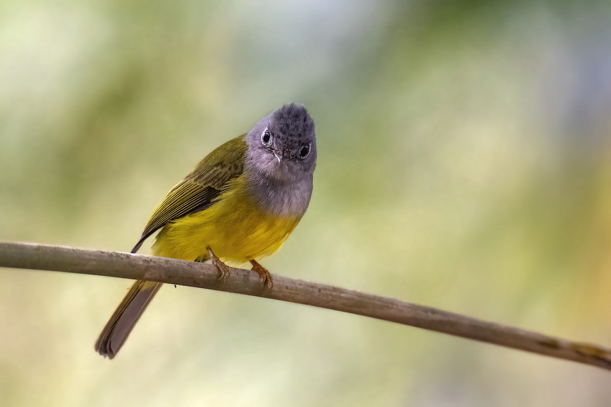 Gray-headed Canary-Flycatcher - ML615126657