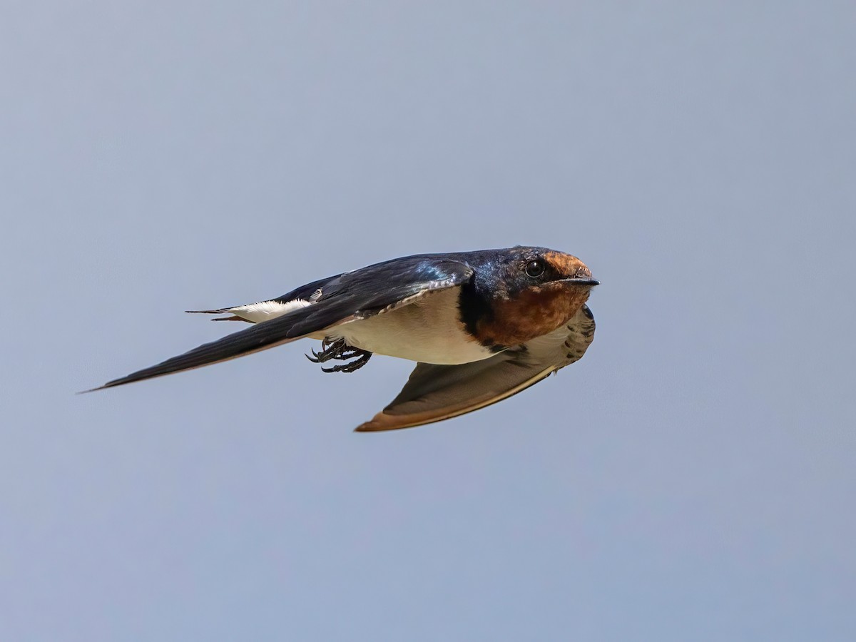 Barn Swallow - ML615126725