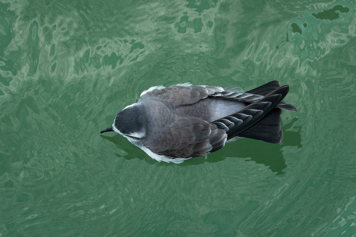 White-faced Storm-Petrel - ML615126730