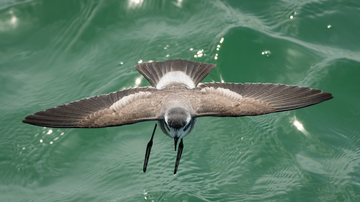 White-faced Storm-Petrel - ML615126762