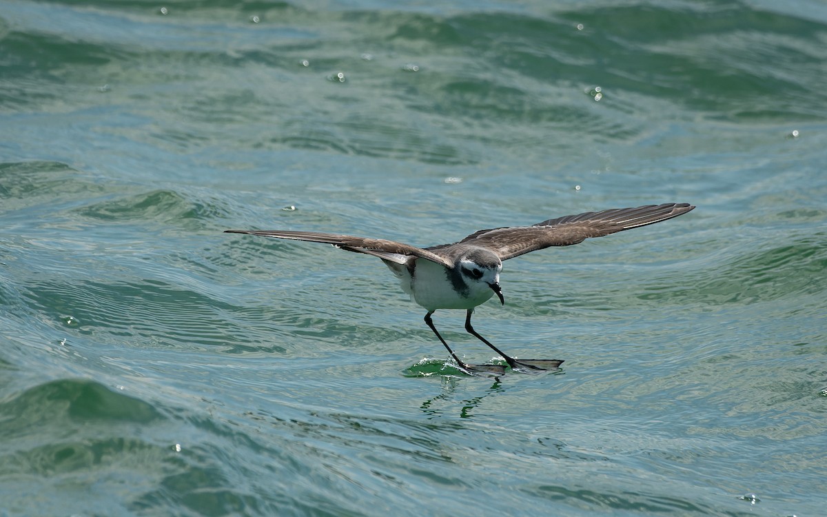 White-faced Storm-Petrel - ML615126764