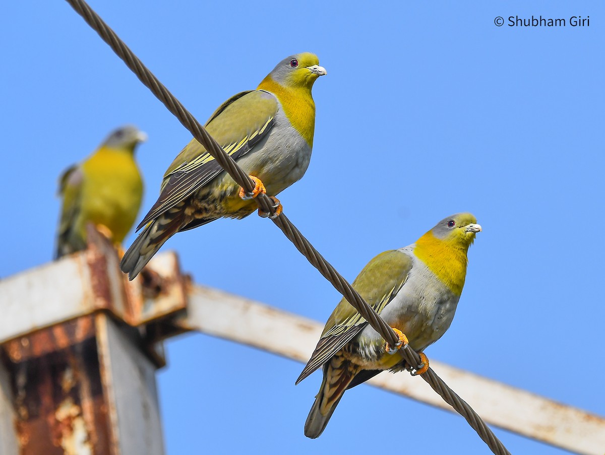 Yellow-footed Green-Pigeon - Shubham Giri