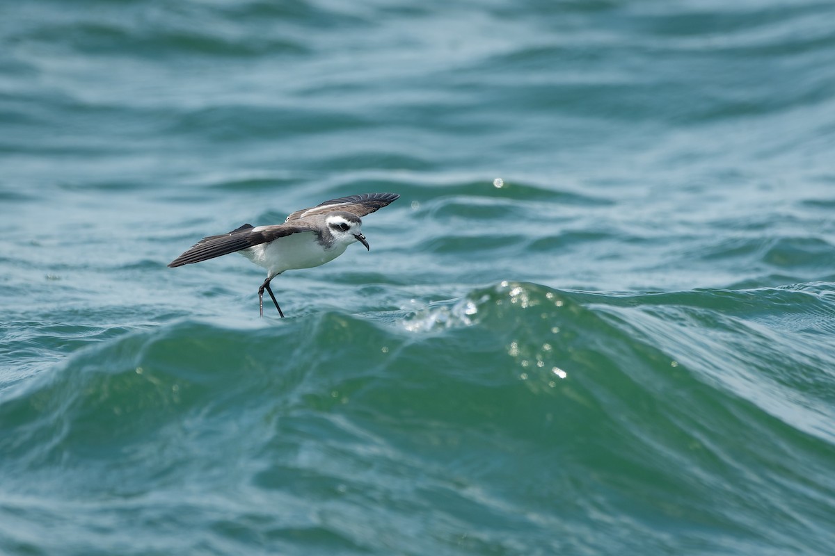 White-faced Storm-Petrel - ML615126774