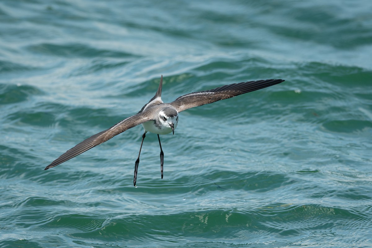 White-faced Storm-Petrel - ML615126782