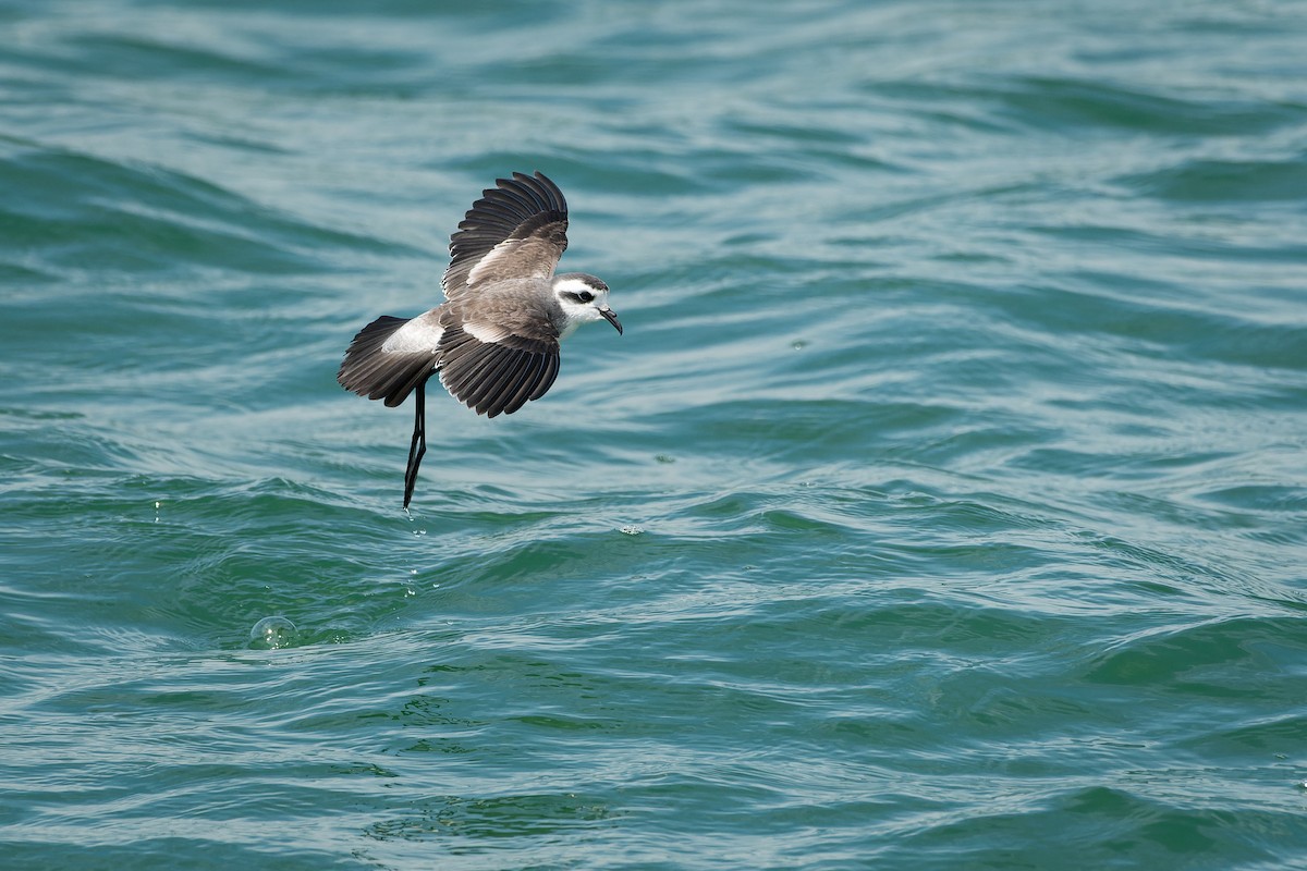 White-faced Storm-Petrel - ML615126791