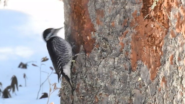 Black-backed Woodpecker - ML615126807