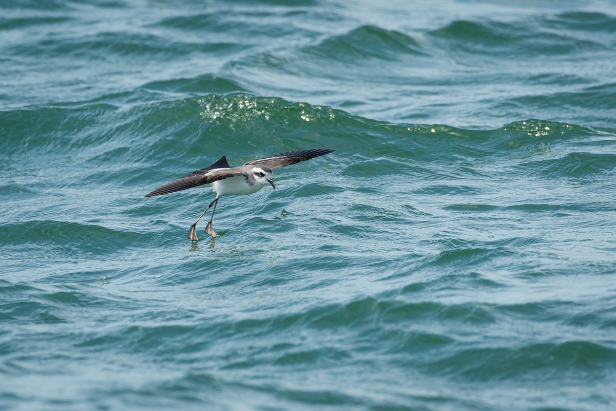 White-faced Storm-Petrel - ML615126816