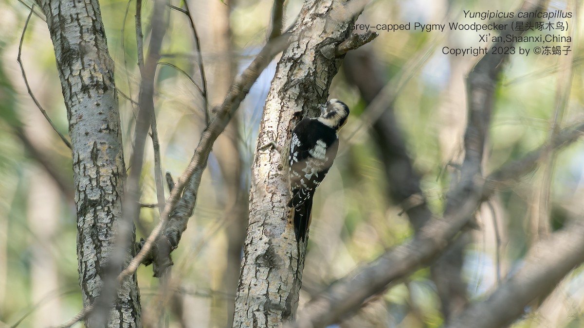 Gray-capped Pygmy Woodpecker - ML615126833