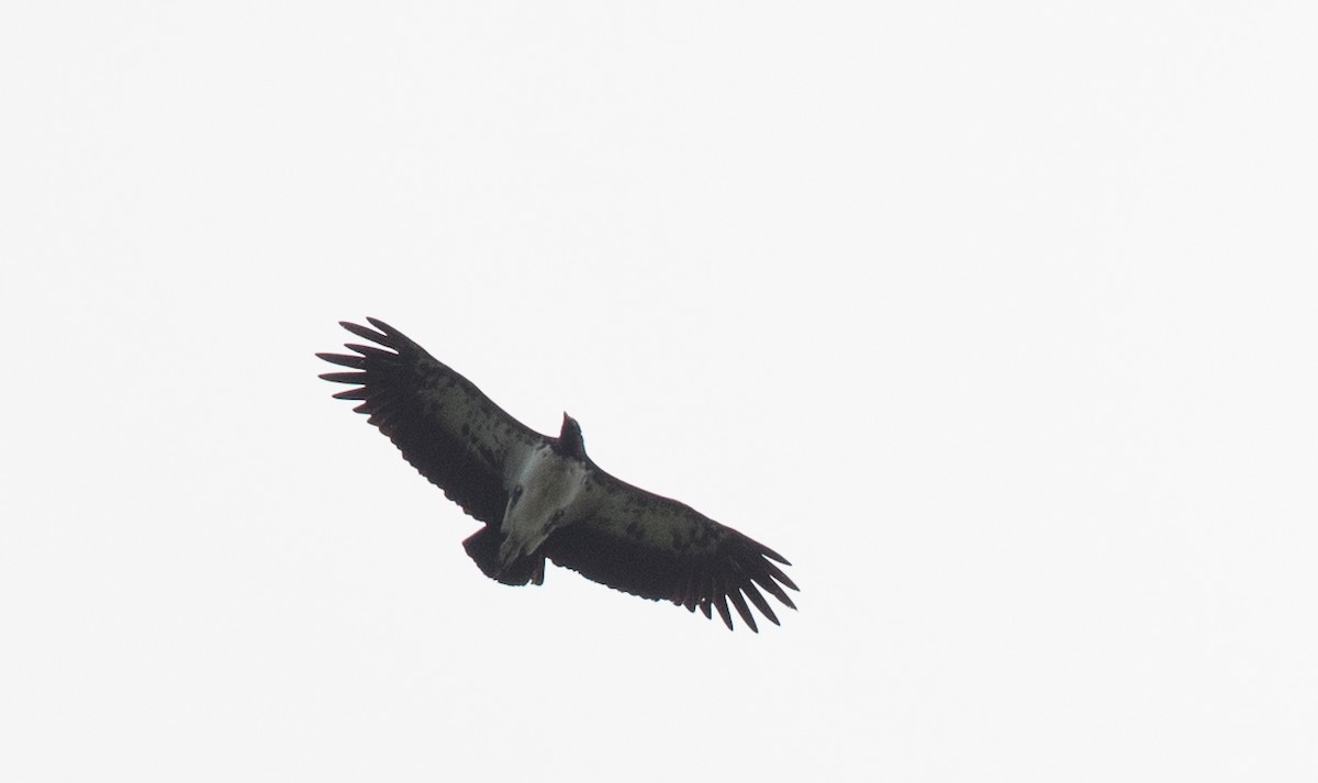 King Vulture - ML61512701
