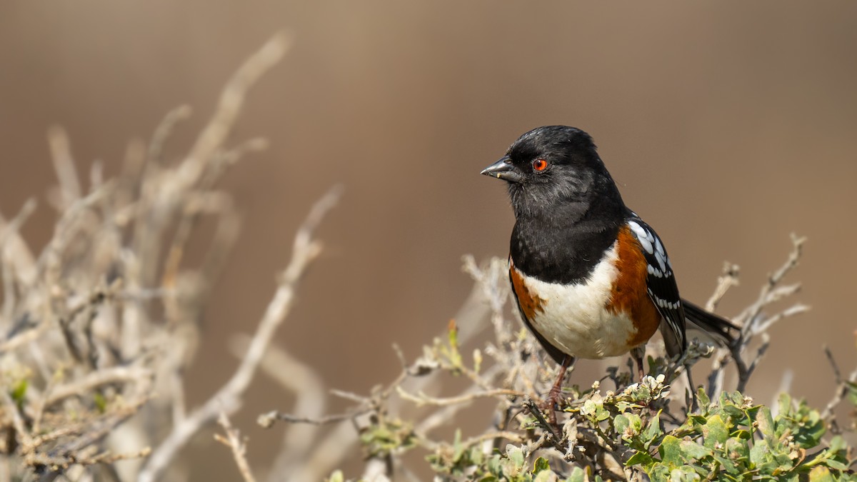 Spotted Towhee - ML615127025
