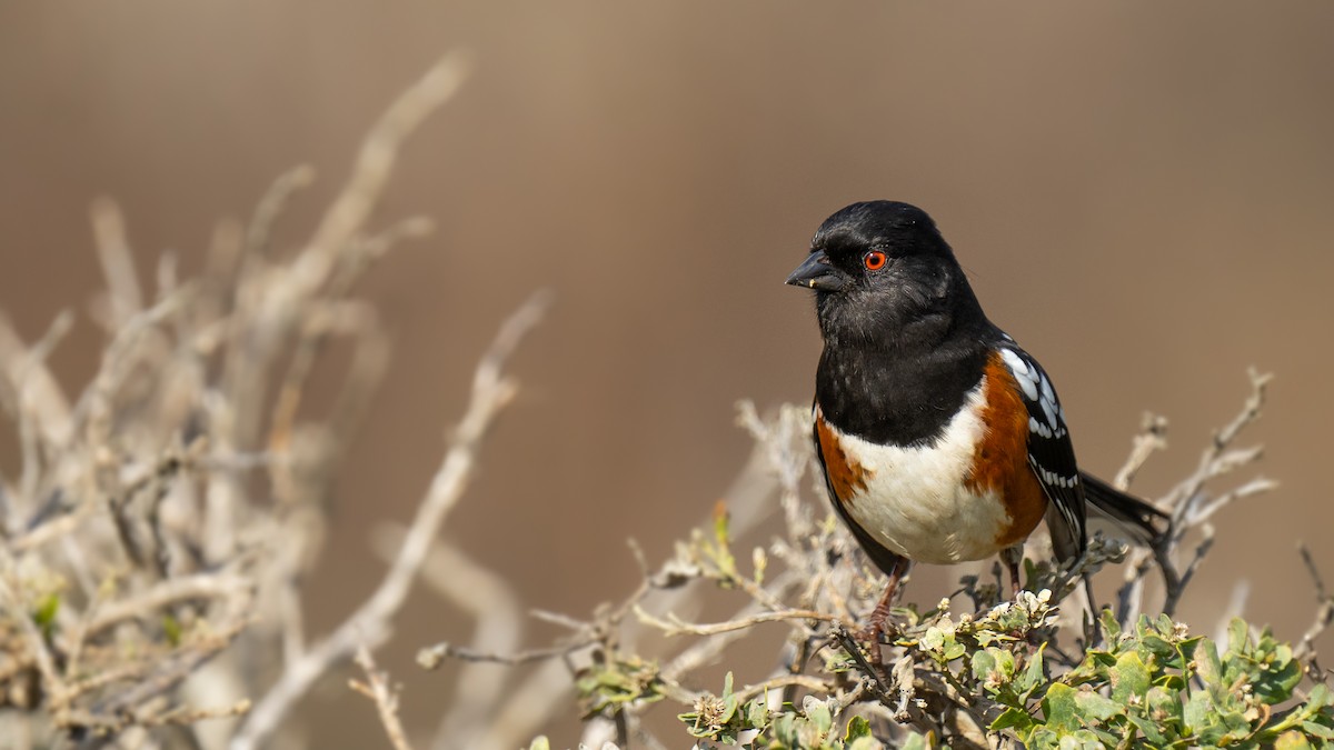 Spotted Towhee - ML615127026
