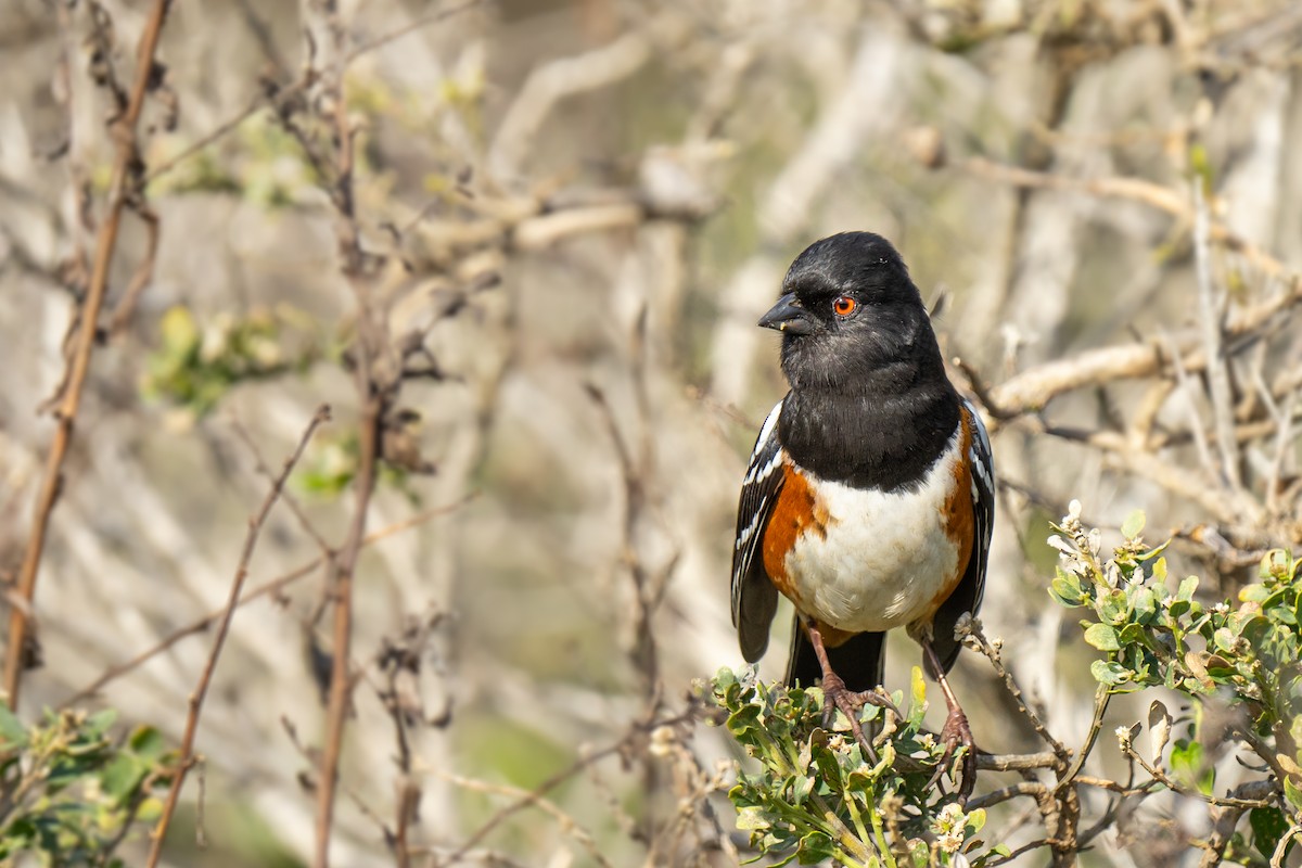 Spotted Towhee - ML615127027