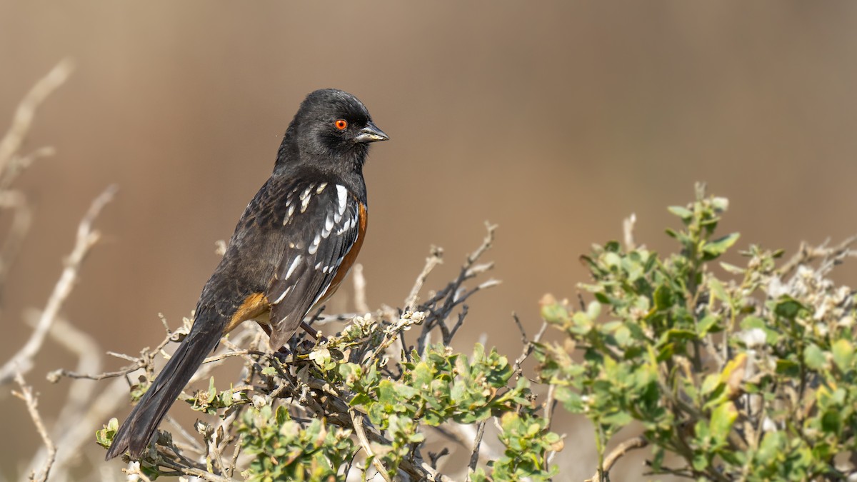 Spotted Towhee - ML615127028