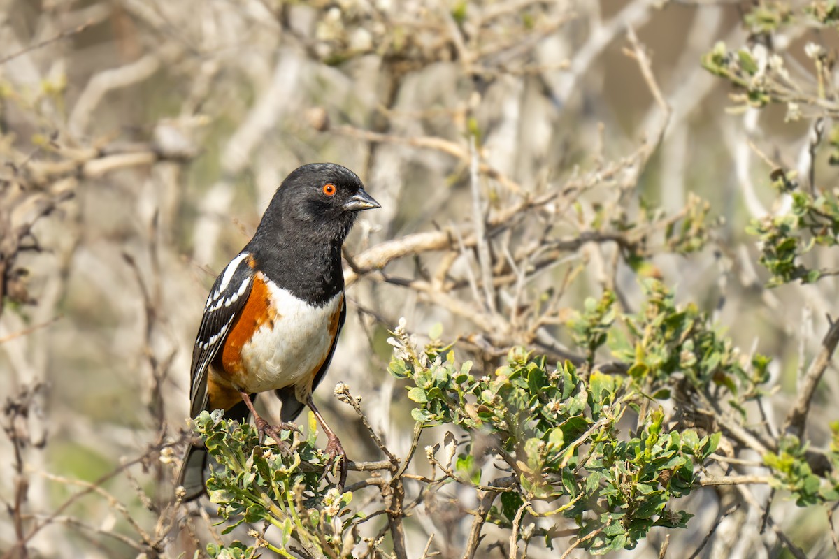 Spotted Towhee - ML615127029