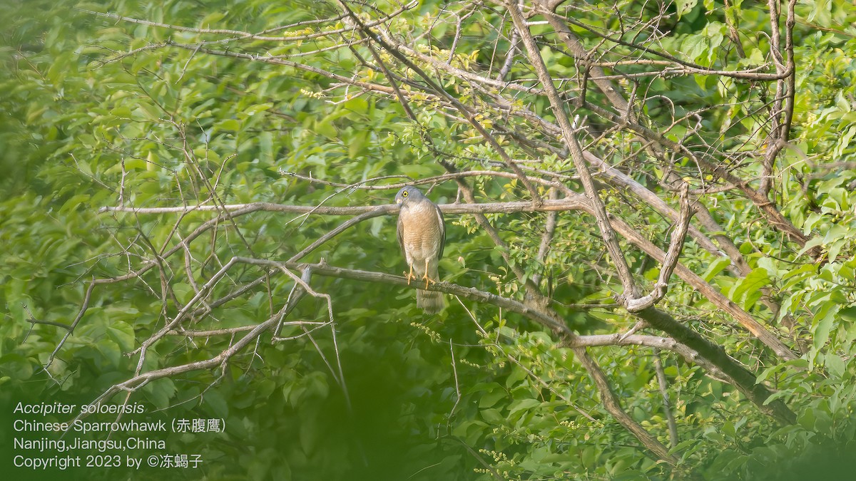 Chinese Sparrowhawk - Xuelei Jiang