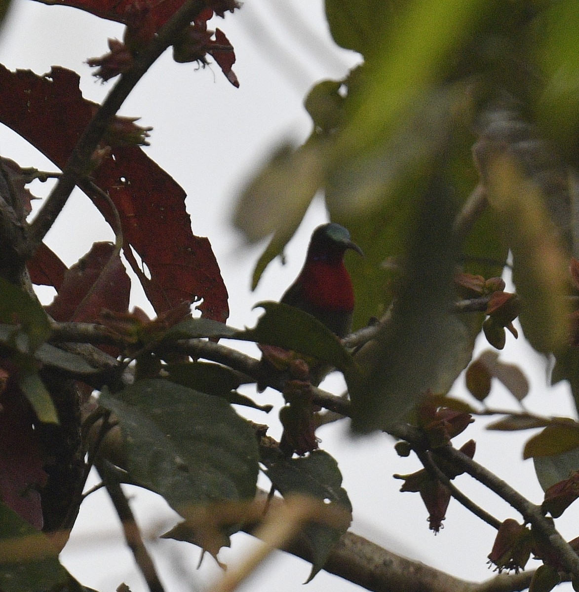 Crimson Sunbird - Chitra Shanker