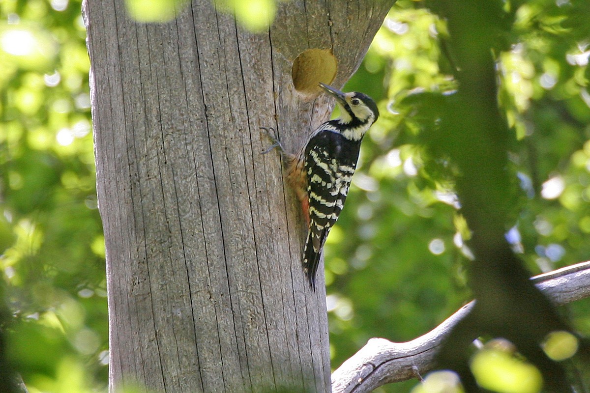 White-backed Woodpecker (Lilford's) - ML615127401