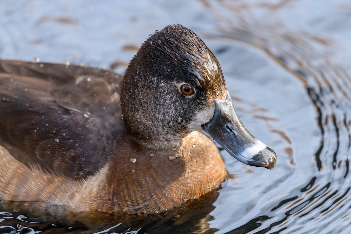 Ring-necked Duck - ML615127451