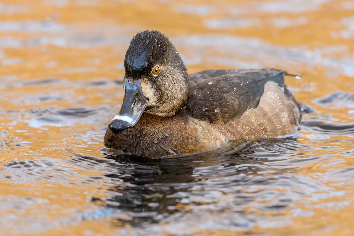 Ring-necked Duck - Markus Weilmeier
