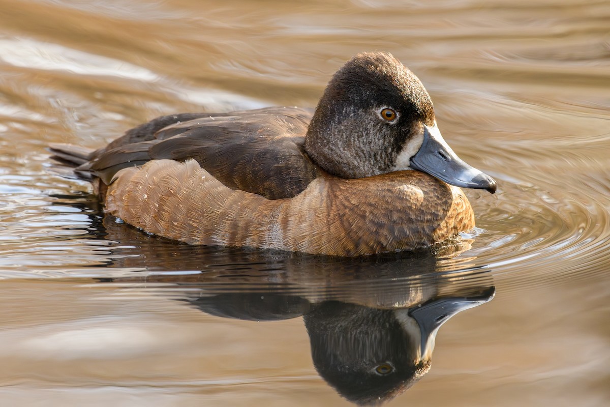 Ring-necked Duck - Markus Weilmeier