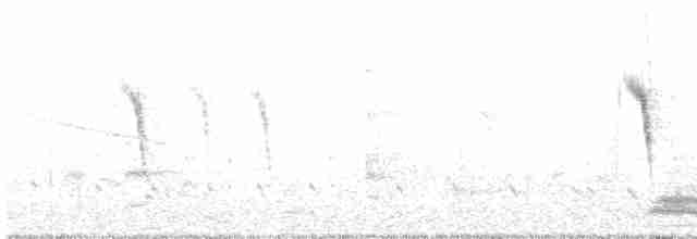Lavandera Cetrina - ML615127496