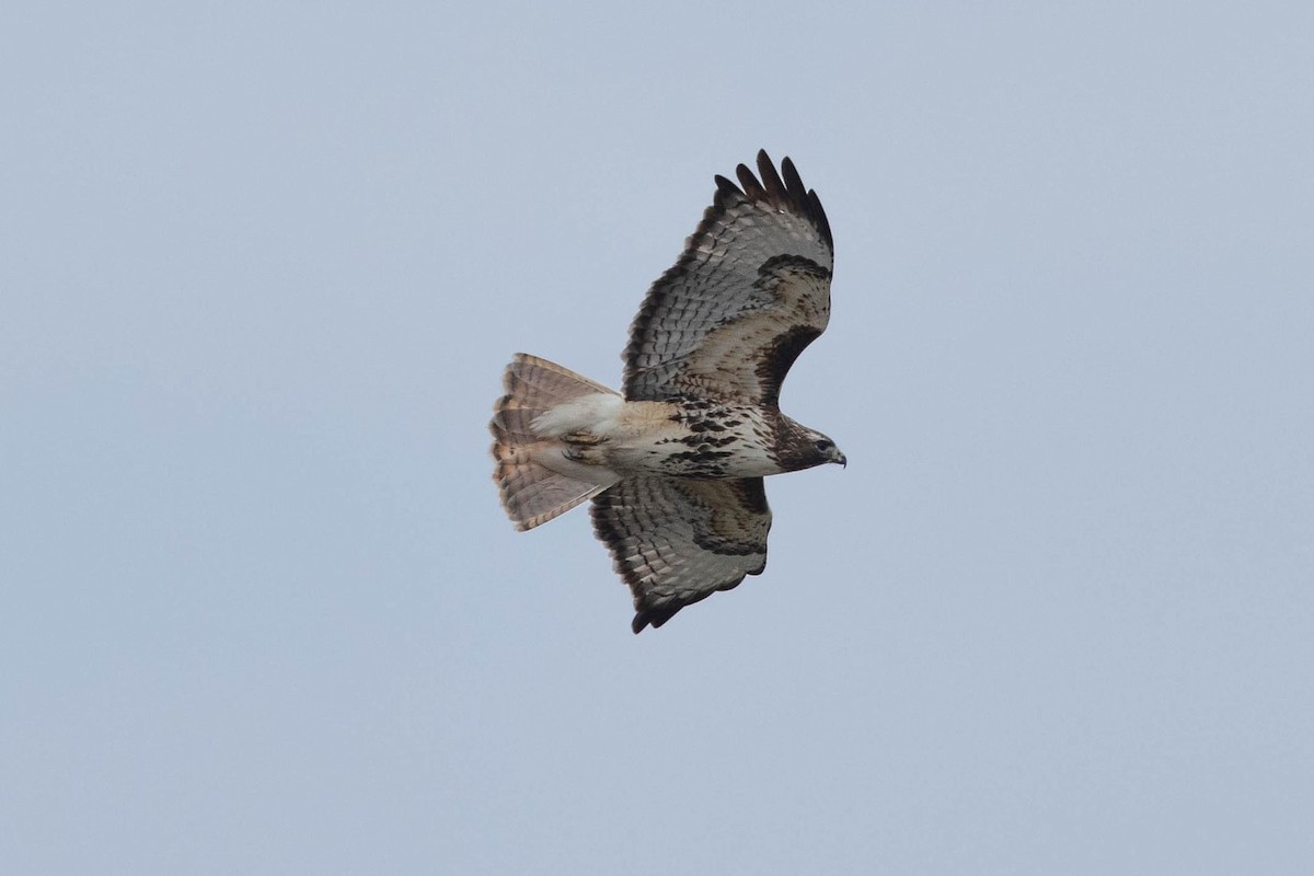 Red-tailed Hawk - ML615127530