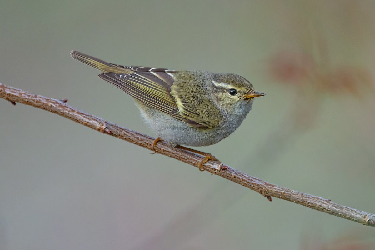 Yellow-browed Warbler - ML615127543